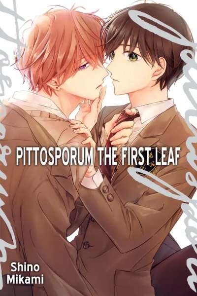 Pittosporum [Official]