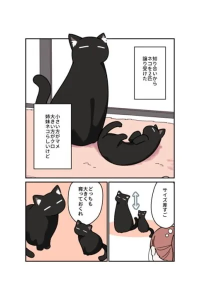 My Black Cat is a Girl